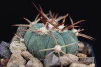 Echinocactus horizonthalonius RK 43.2